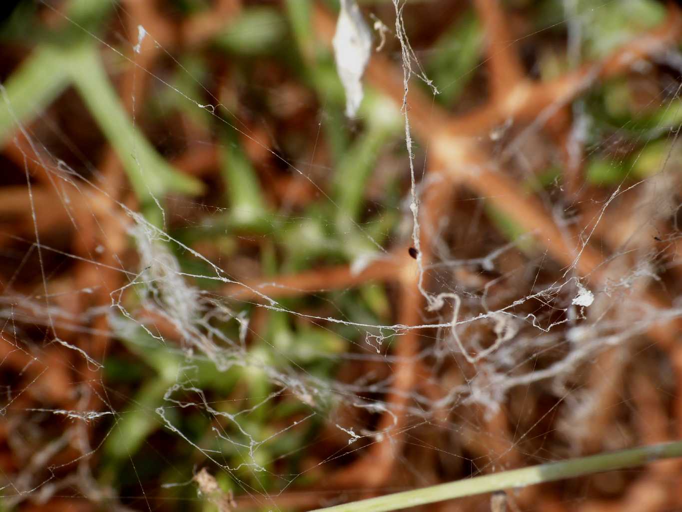 Una carrellata di Uloborus walkenaerius - Palau (OT)